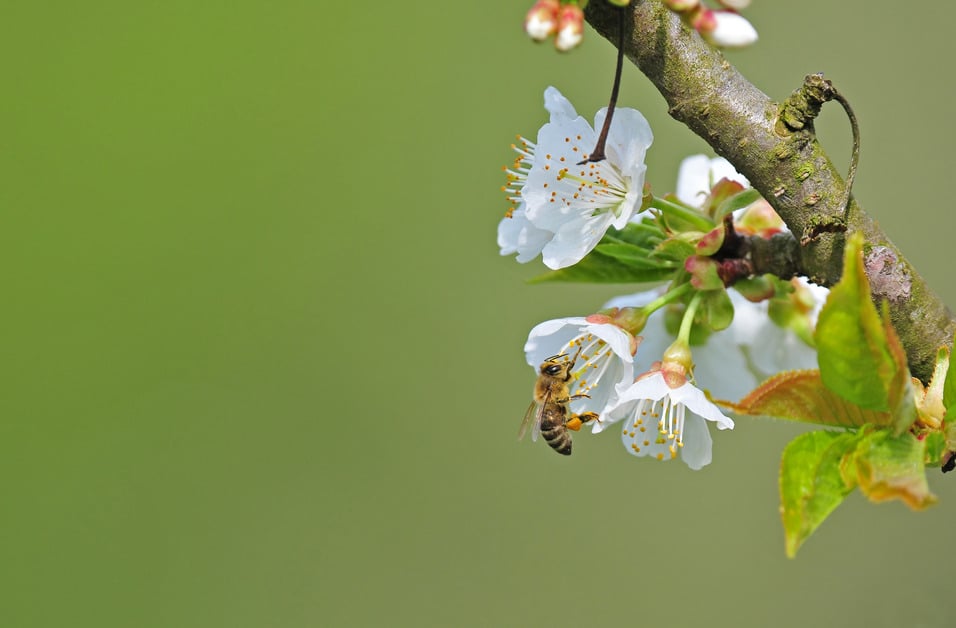 Spring allergies caused by tree pollen in Gainesville, Florida