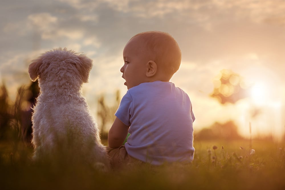 Babies with a dog in the home may have a lower risk of asthma and eczema HTML view Note